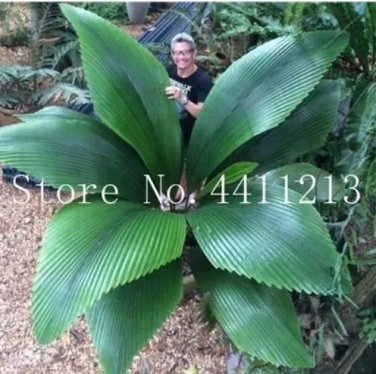 Rare 10 Pcs/Bag Bottle Palm Tree Bonsai Exotic Bonsai Tree Tropical Ornamental