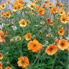 Rare 20 pcs/lot Geum 'Totally Tangerine' Avens Flower