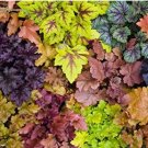 Rare 200 pcs/Bag Colorful Heuchera