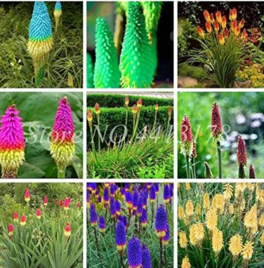 Rare 100 pcs True Hot Poker (Kniphofia Uvaria) Beautiful Torch Lily Flower