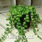 Rare 100 pcs/bag Round Pearl Chlorophytum Bonsai Beads Bonsai Absorb Formaldehyde