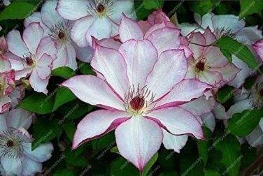 Rare 50 Pcs Garden Climbing Clematis Hybridas Flower Plants