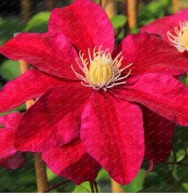 Rare 100 Pcs/Pack Clematis Flowers, Mixed Clematis Flores