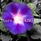 Rare 100 Pcs/Bag Rare Star Petunia Blue Bonsai Garden and Patio
