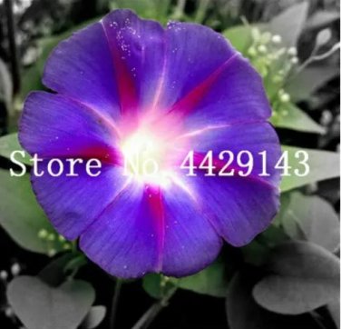 Rare 100 Pcs/Bag Rare Star Petunia Blue Bonsai Garden and Patio