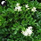 Rare Murraya Exotica Tree Semente 60pcs Plant Sweet Tree