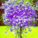 Rare 100 Pcs Plumbago Auriculata Bonsai Exotic Perennial Flowers