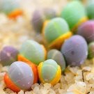 Rare Succulent Plants Bonsai 100 Pcs Per Pack Gibbaeum Heathii