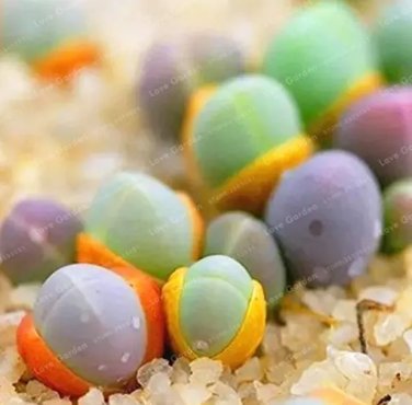 Rare Succulent Plants Bonsai 100 Pcs Per Pack Gibbaeum Heathii