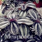 Rare Pilea Notata Bonsai Beautiful Foliage Plants Perennial Flowers 50 seeds