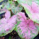 Rare 200 pcs/Bag Imported Caladium Plant Outdoor & Indoor