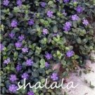 Rare 100 Pcs Vinca Bonsai Flower Mix Cover Behind House Jardin Perennial Flowers