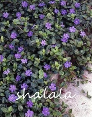 Rare 100 Pcs Vinca Bonsai Flower Mix Cover Behind House Jardin Perennial Flowers