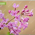 Rare 60 pcs Lilac Flowers Syzygium Aromaticum Flower Bonsai