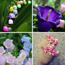 Rare 15 pcs Colorful Campanula Flower Seeds Beautify Garden Windbell Orchid Seeds