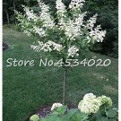 Rare 30 pcs Climbing White Hydrangea Flores Hydrangea Flowers