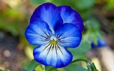Rare 100 pcs/Bag Bonsai Pansy Flower Mix Color Blooming Wavy Viola Tricolor