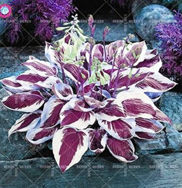 Rare 100 Colorful hosta seeds Indoor bonsai flower seeds
