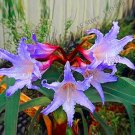 Rare 1pcs/Bag True Amaryllis floresling Bonsai Flower