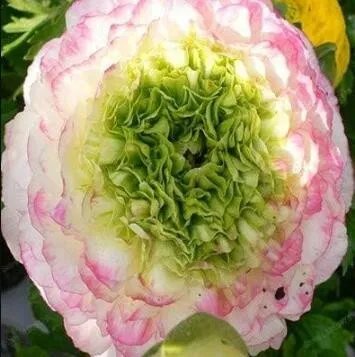 Rare Ranunculus asiaticus Flower 100 Seeds