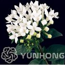 Rare 50 PCS French Bouvardia Longiflora Flower Shrub Bush