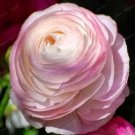 Rare Ranunculus asiaticus Flower 100 Seeds