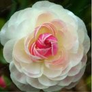 Rare Ranunculus asiaticus Flower 100 Seeds