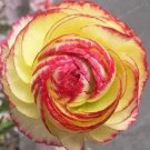 Rare Ranunculus asiaticus Flower 100 Seeds