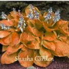 Rare 200 pcs Hosta Fragrant Plantain Lily Bonsai Perennial Flower