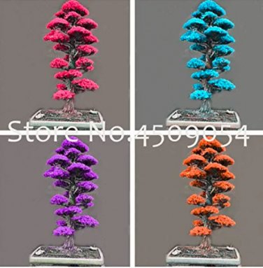 Rare 50 pcs Bonsai Tree Cedar Flores Siberian Carpet Cypress plantas Arborvitae