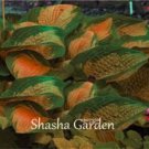 Rare 200 pcs Hosta Fragrant Plantain Lily Bonsai Perennial Flower