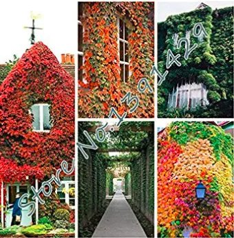 Rare 100 pcs/Bag 5 Colors Green Boston Ivy Seeds