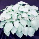 Rare 200 PCS Hosta Plants Perennials Plantain Flower Bonsai