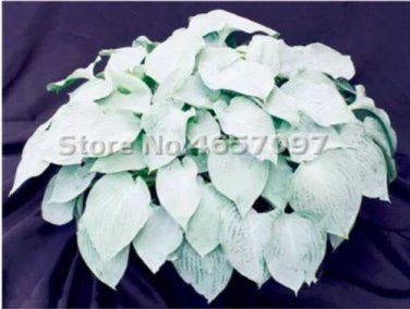 Rare 200 PCS Hosta Plants Perennials Plantain Flower Bonsai