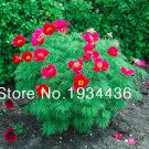 Rare 10 pcs/Bag Peony Double Flowering Fernleaf Peony Rubra