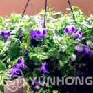 Rare 100 Pcs Torenia Fournieri Bonsai Amazing Flower Bonsai