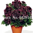 Rare 100 PCS Geranium Flower Seeds Black Double Flowers with Dark Red Edge