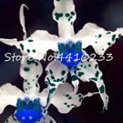 Rare 100 Pcs Unique Black Cymbidium Faberi Flower Bonsai Flowering Monkey Face Orchid