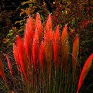 Rare 400 pcs/bag Pampas Grass Bonsai Colorfull Home Garden Plants