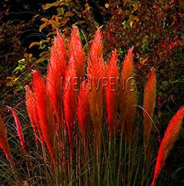 Rare 400 pcs/bag Pampas Grass Bonsai Colorfull Home Garden Plants