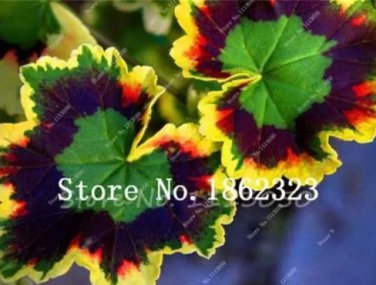 Rare 30 Pcs/Pack Rare Blue Geranium Bonsai Perennial Rare Flower