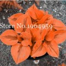 Rare 100 Pcs/Bag Beautiful Hosta Bonsai Plants, Perennials Lily Flower