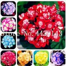 Rare 100PCS Geranium Seeds Mixed 8 Colors