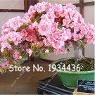 Rare 100 Pcs/Bag Bonsai Mountain Azalea - Rhododendron Simsii Satsuki