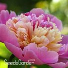 Rare 10 Pcs/lot Chinese Rare and Precious Species of Blue Peony Flower