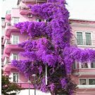 Rare 100 seeds Pink Climbing Bougainvillea Spectabilis Willd
