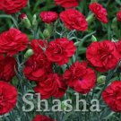 Rare 200 Pcs Mini Carnations Bonsai Mother Flower