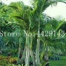 Rare 10 Pcs 100 Mix Colors Japan Bottle Palm Tree Bonsai Exotic Plants Bonsai Tree Tropical