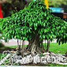 Rare 5 pcs Peepal Ficus Religiosa Bonsai Family Moraceae Perennial Sacred
