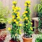 Rare 50 pcs Garden Flower Bonsai Kerria Japonica Sophora Japonica Flowering